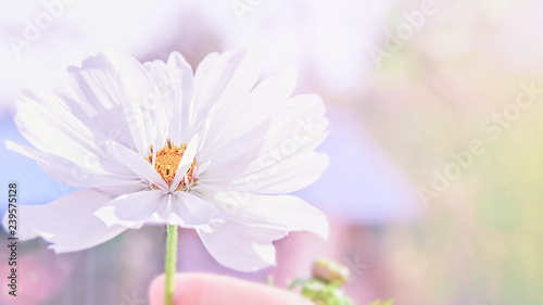 Delicate pink cosme daisy flower on a beautiful background. Copy space