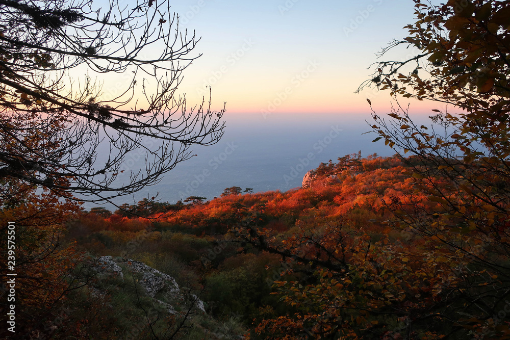 Red sunrise above Black Sea and trees silhouettes, Crimea, Russia Red sunrise above Black Sea and trees silhouettes, Crimea, Russia