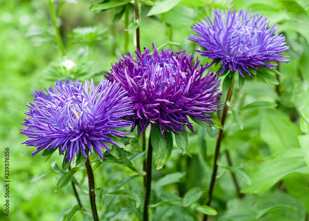Blue and purple asters on natural green background Blue and purple asters on natural green background