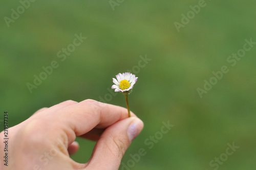A girl hand holds a white daisy isolated on green blurred background. Autumn white field daisy covered with morning dew.