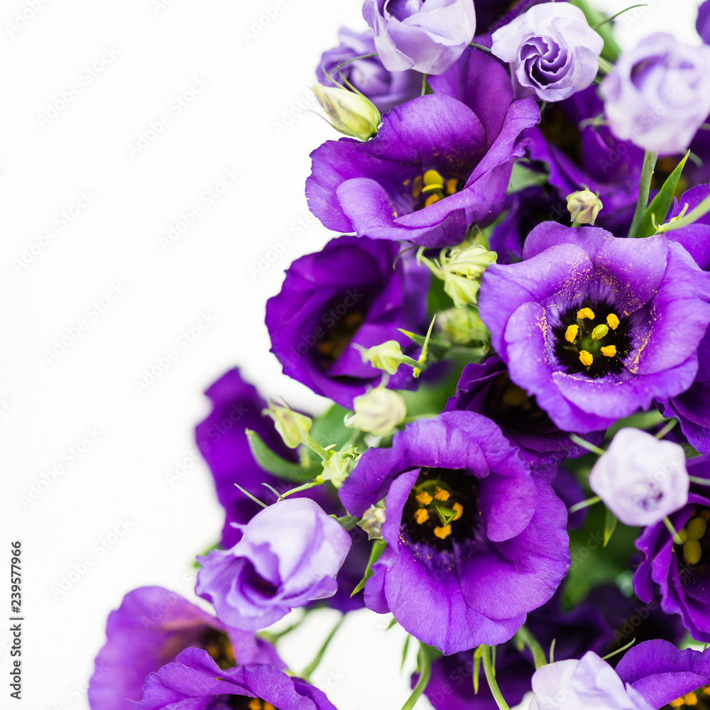 Obraz premium Beautiful Bouquet of Purple Eustoma flowers, Lisianthus