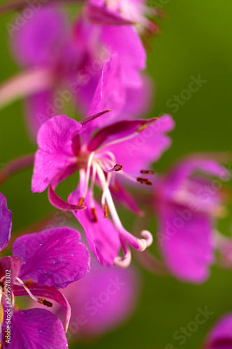 Chamaenerion angustifolium photo