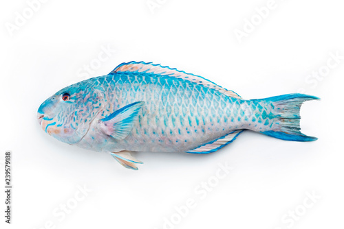 Fresh saltwater parrotfish as top view on white background with copy space – isolated photo