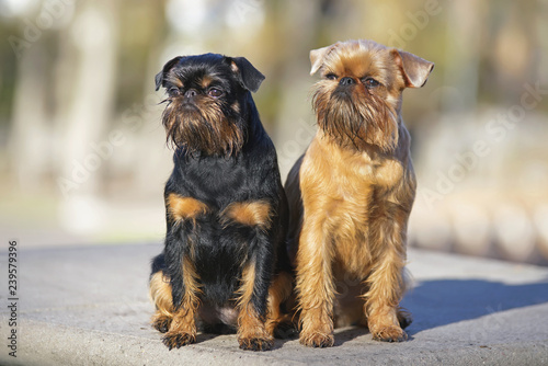 Fototapeta Naklejka Na Ścianę i Meble -  Brussels Griffon dogs (Griffon Belge and Griffon Bruxellois) sitting together outdoors on a concrete floor in autumn
