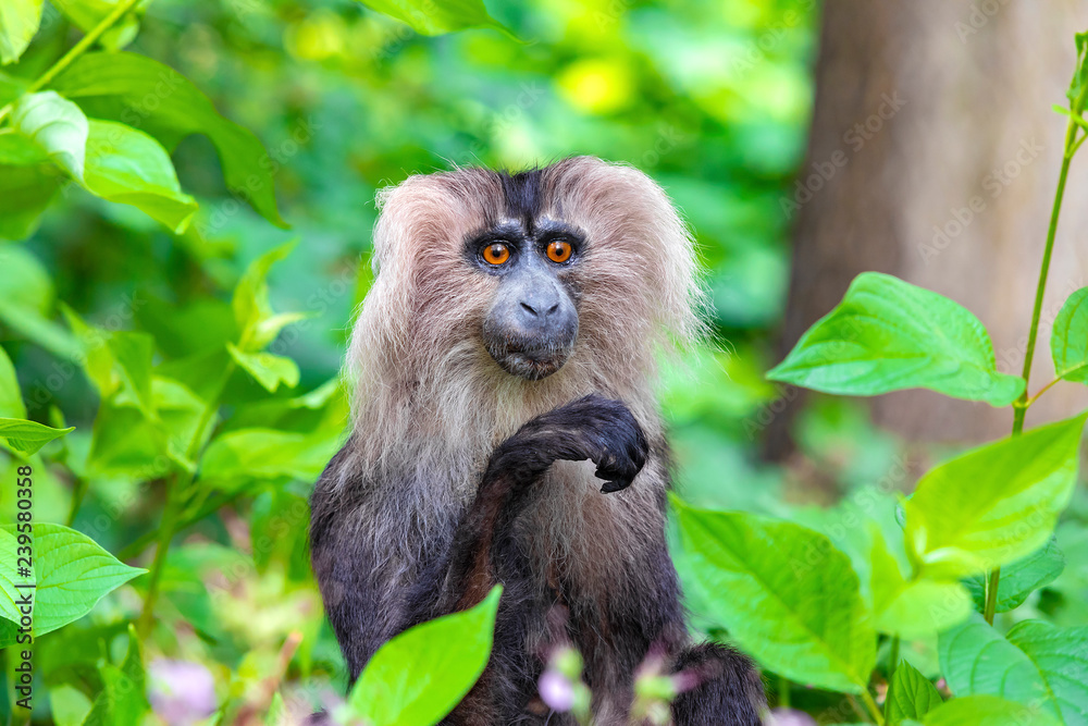 Fototapeta premium Beautiful monkey in nature.