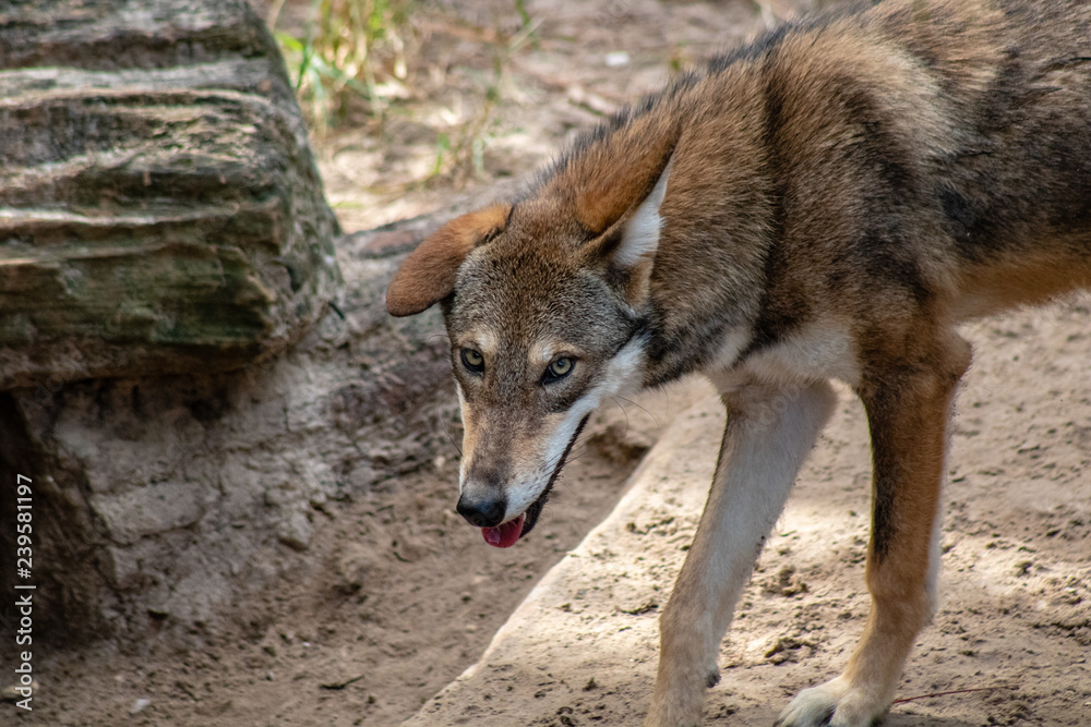Red wolf Red wolf