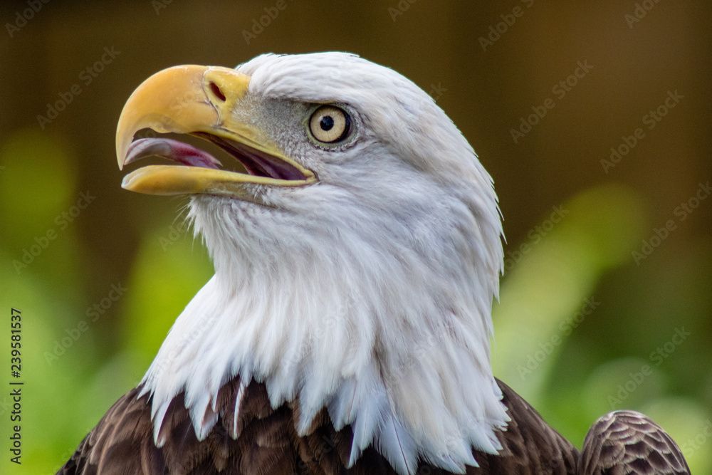 Obraz premium Bald eagle