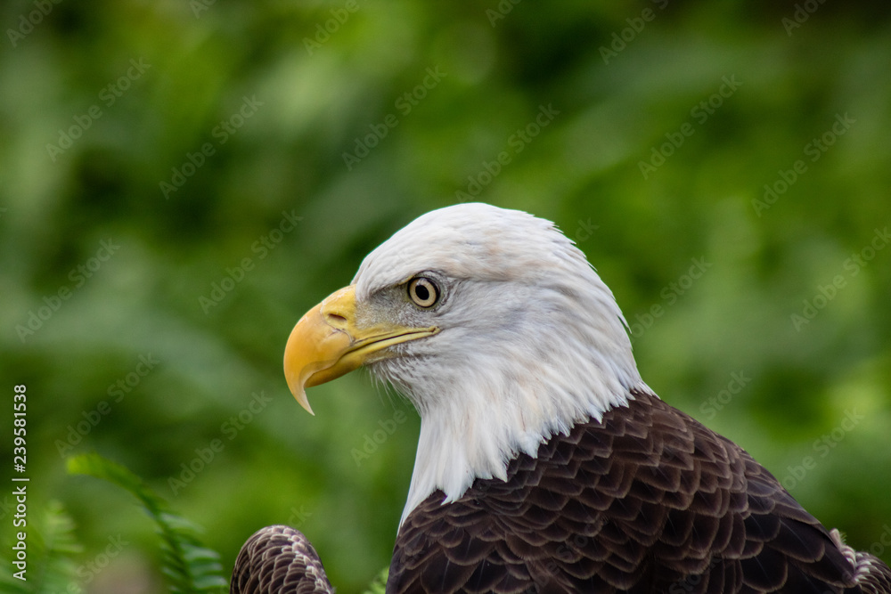 Obraz premium Bald eagle