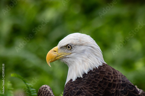 Bald eagle