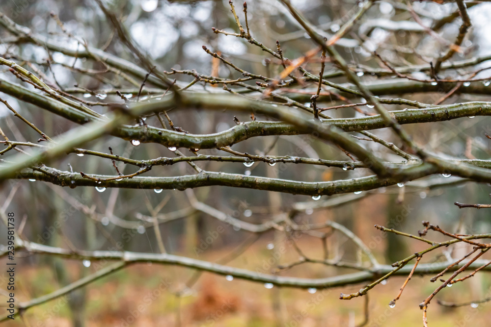 Raindrops on tree branches. Cloudy cold day in early spring. Rainy weather. Raindrops on tree branches. Cloudy cold day in early spring. Rainy weather.