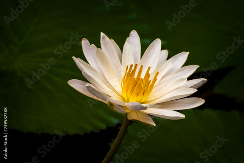Fototapeta Naklejka Na Ścianę i Meble -  White Lotus Blossom, Bali, Indonesia. The white Lotus has long been symbolic in Hinduism and Buddhism. It is a beautiful flower, which usually emerges in pristine condition from the murkiest of water.