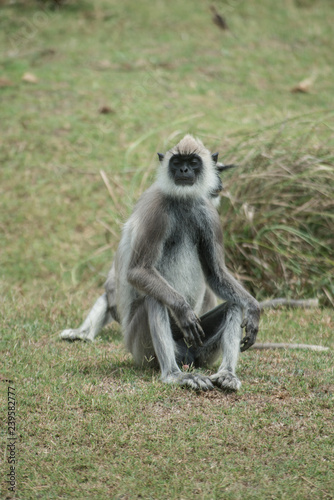 Wild Langur Monkeys sitting on the grass in Sri Lanka.