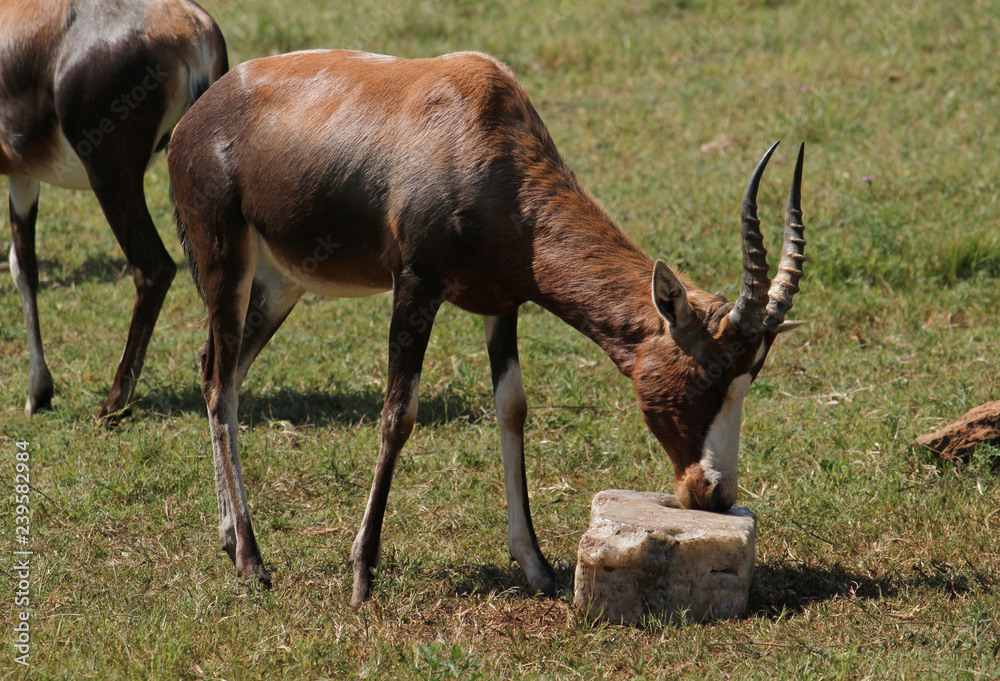 Antelopes in South African wildlife reserve Antelopes in South African wildlife reserve