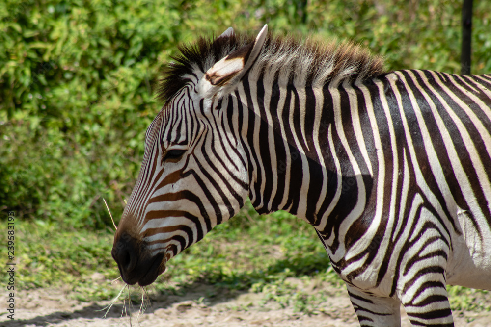 Baby Hartmann's mountain zebra Baby Hartmann's mountain zebra