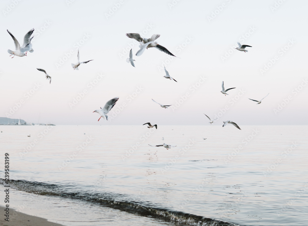 flock of seagulls flying over sea