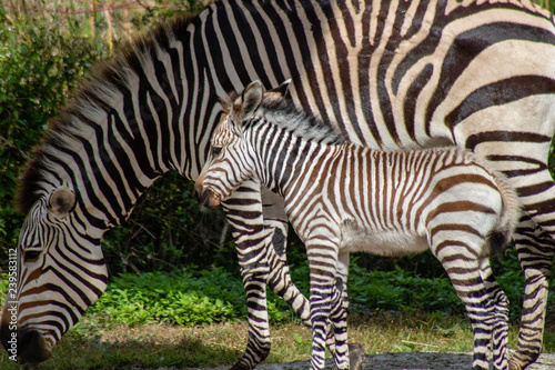 Mother and baby Hartmann s mountain zebra