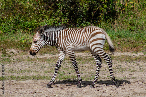 Fototapeta Naklejka Na Ścianę i Meble -  Baby Hartmann's mountain zebra