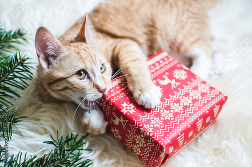 Cute little ginger kitten laying in soft white faux fur blanket, holding red paper gift box Christmas New Year Concept vintage