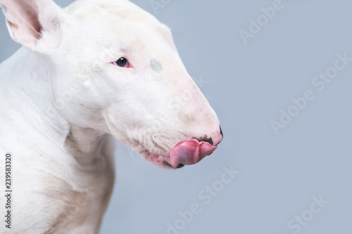 Hungry Bull terrier dog showing tongue