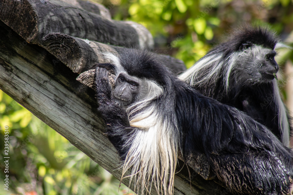 Obraz premium Angolan colobus monkey