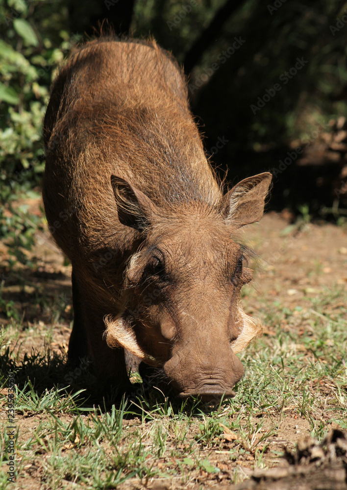 Fototapeta premium Warthog in South African national park