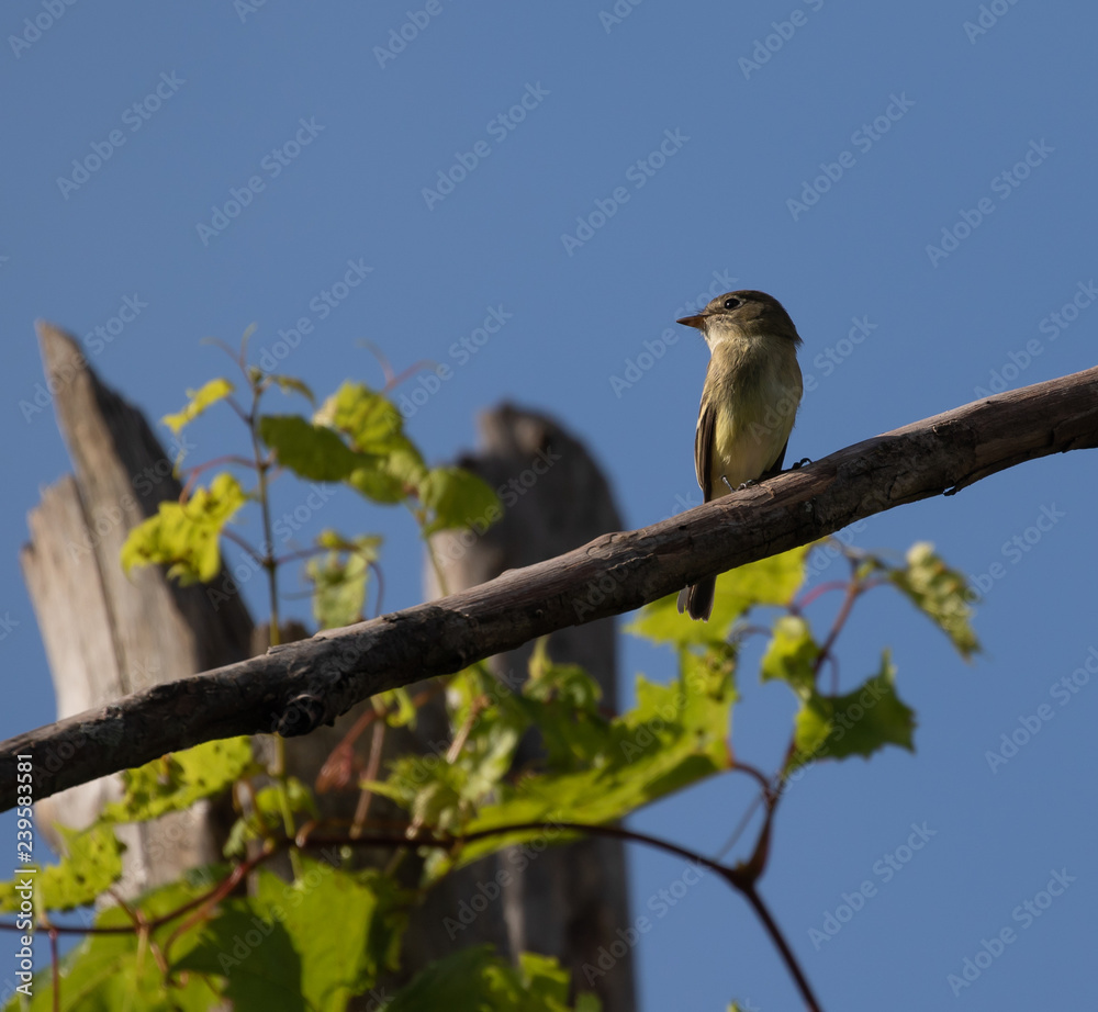 Fototapeta premium Eastern Wood-Pewee perches on summer branch