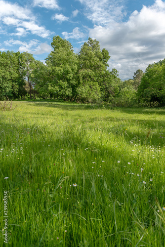 Fototapeta Naklejka Na Ścianę i Meble -  Spring meadow