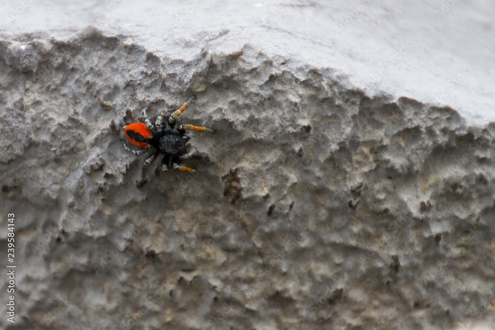 Ragno Salticidae Ragno Salticidae