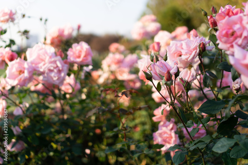 Pink roses in flower garden against the sunset sky (spring or summer floral background)