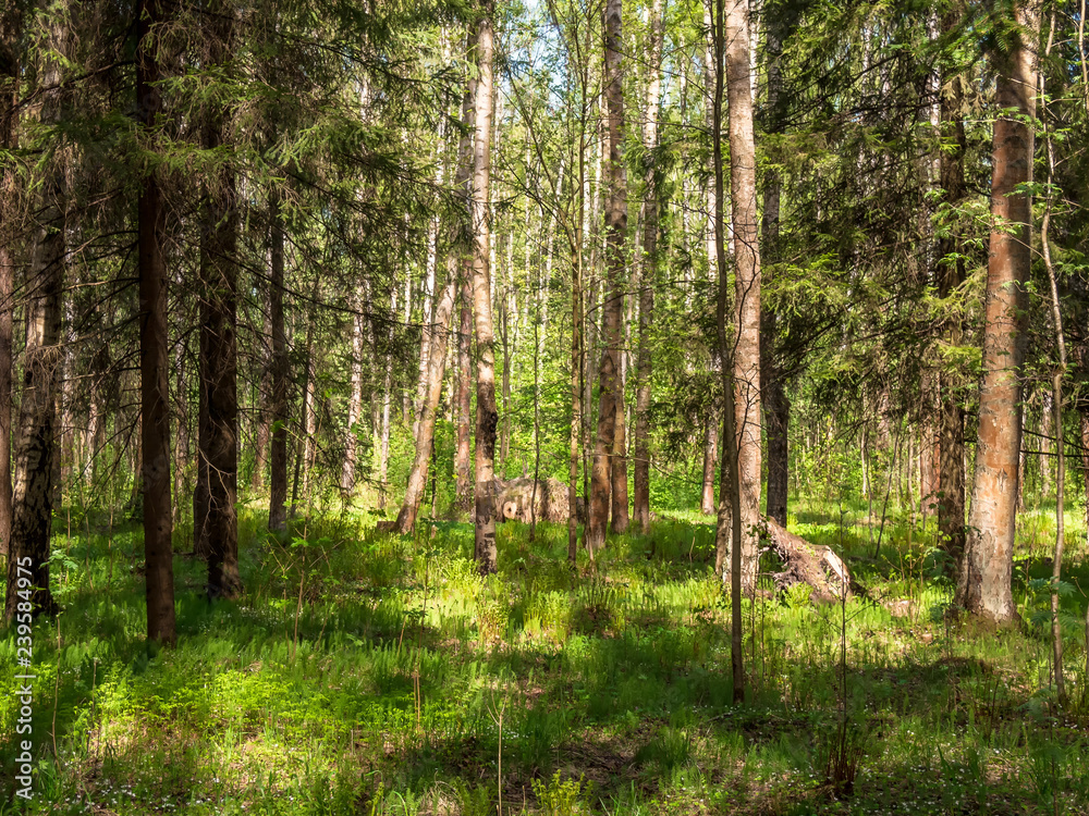 Obraz premium The edge of the forest with the growing trees on a sunny summer day