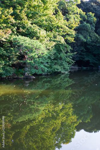 Green Japanese garden with reflection in water  daytime in summer 