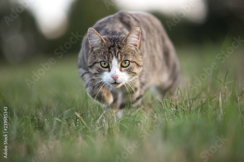 Fototapeta Naklejka Na Ścianę i Meble -  Katze beider Jagd