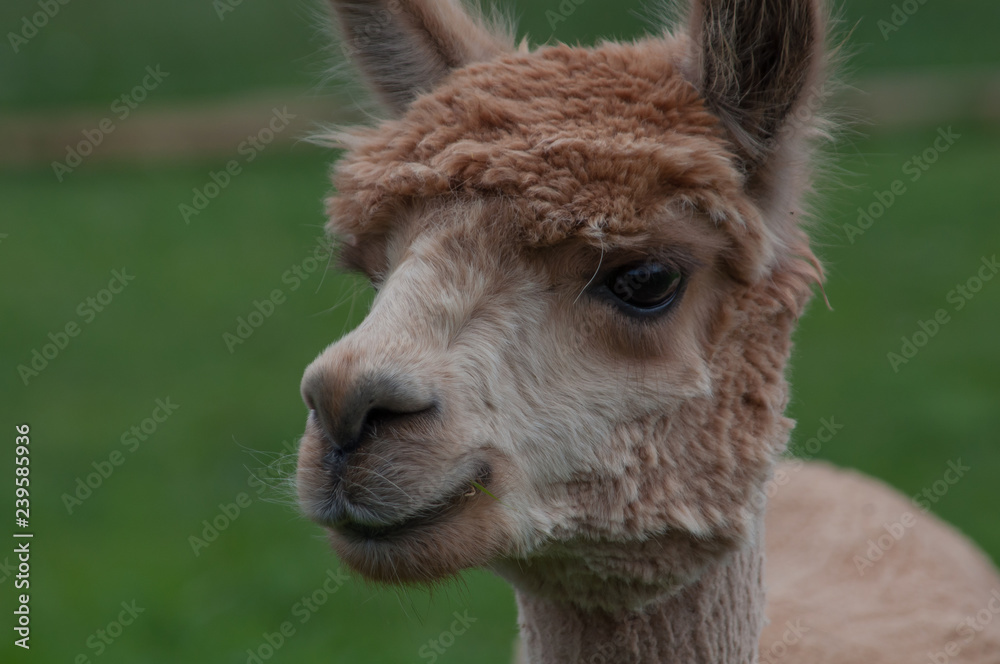 brown alpaca portrait