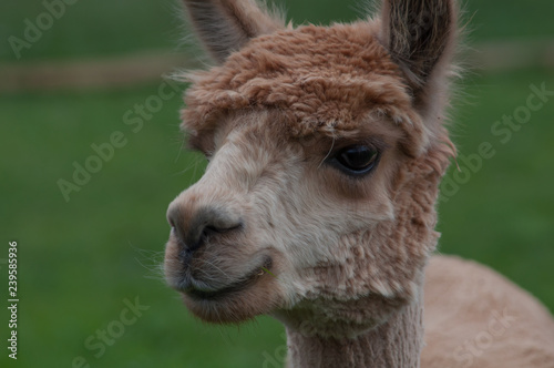 brown alpaca portrait