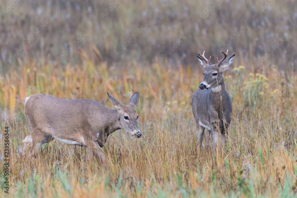 Wild Deer on the High Plains of Colorado Wild Deer on the High Plains of Colorado