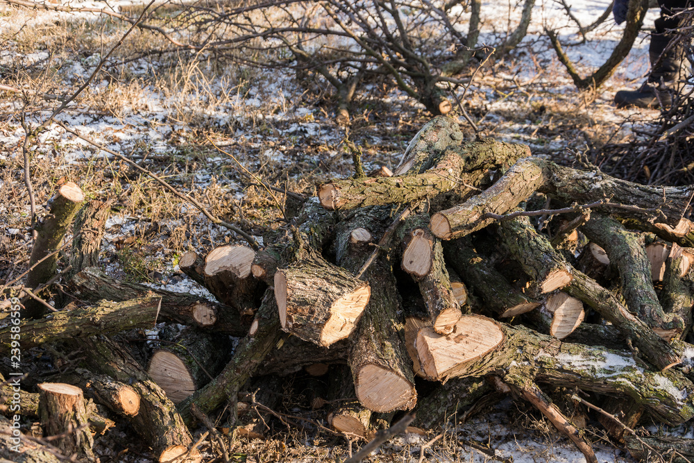 Gardening. Pruning fruit trees in winter. A pile of firewood. Gardening. Pruning fruit trees in winter. A pile of firewood.