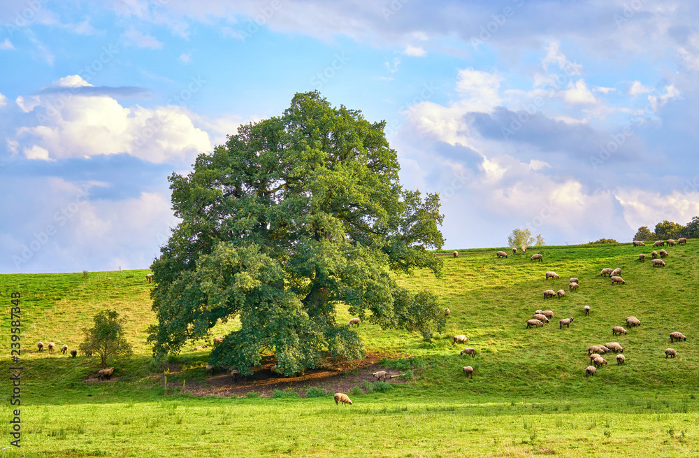 Big old tree on a pasture with sheep.