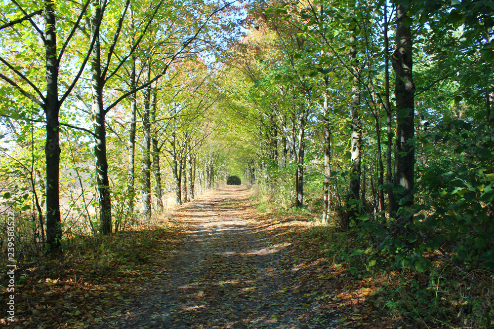 Obraz premium path in the forest