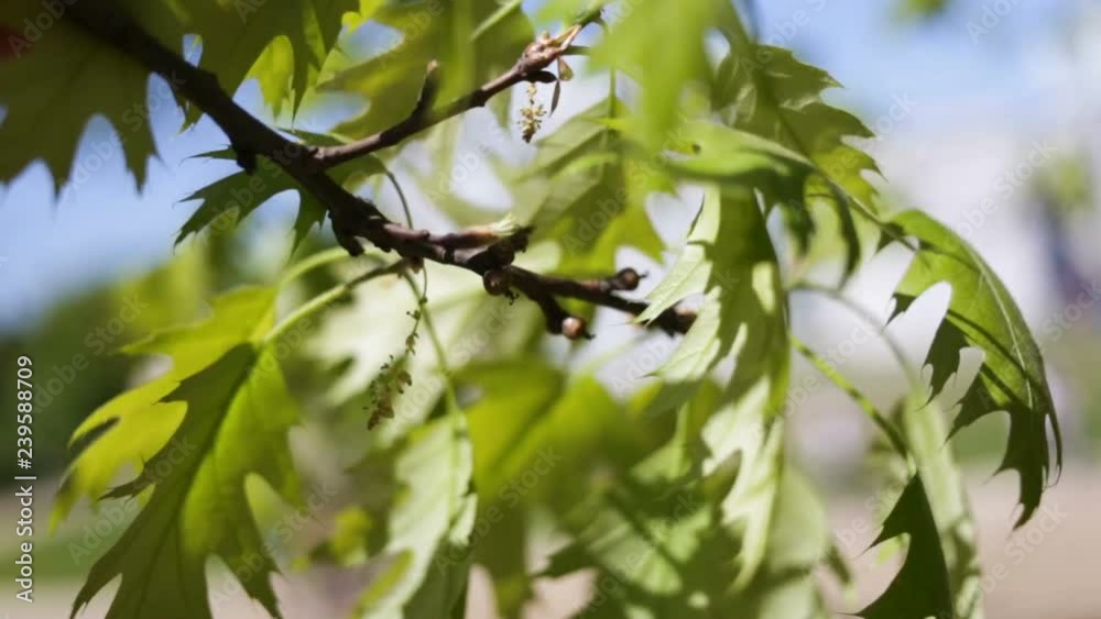 Young canadian oak leaves swaying in the wind.  Spring, summer, dry season, Sunny, close up, real time, natural light