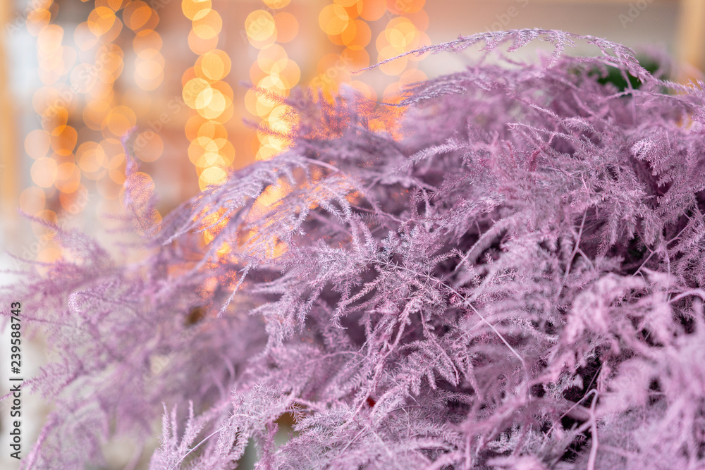 dry asparagus fern of pink color. Used in floral design for decoration of arrangements and bouquets. Garland bokeh on background. Wallpaper dry asparagus fern of pink color. Used in floral design for decoration of arrangements and bouquets. Garland bokeh on background. Wallpaper