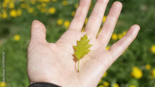 Little green canadian oak leaf on the palm of female. Leaf falls to the ground due to a gust of wind. From the operator's point of view, outdoor, real time, close-up, high angle, spring, Sunny, daylig photo