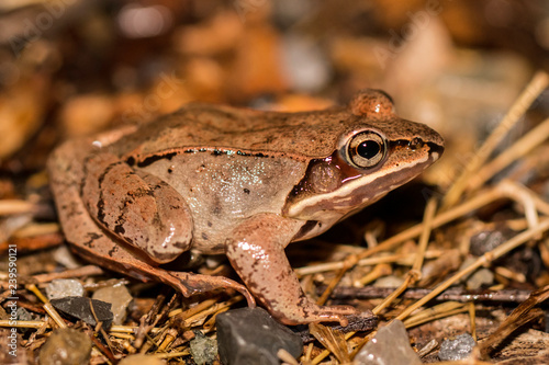 Closeup of a wood frog - Lithobates sylvaticus