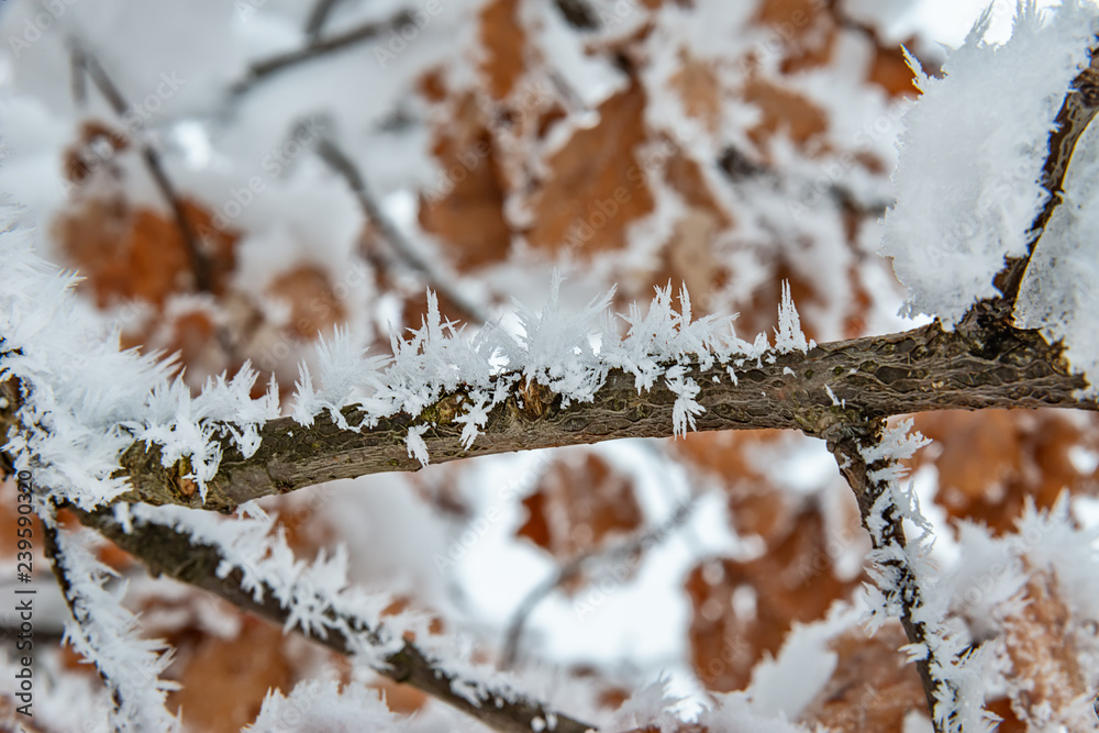 Fototapeta premium Oak Branch Covered With Snow and Hoar Frost