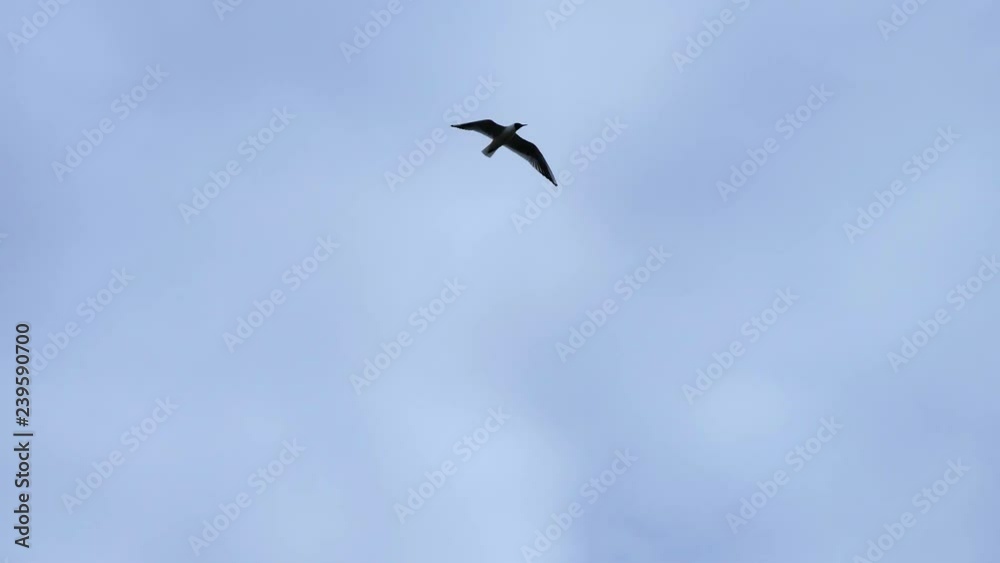 seagull flying in the blue sky seagull flying in the blue sky