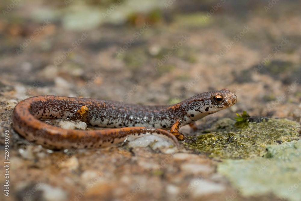 Fototapeta premium Four-toed salamander - Hemidactylium scutatum