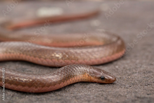 Eastern worm snake on red shale - Carphophis amoenus photo