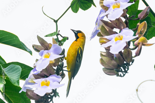 calandria photo