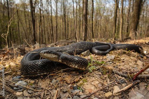 Foto Eastern black rat snake - Pantherophis alleghaniensis