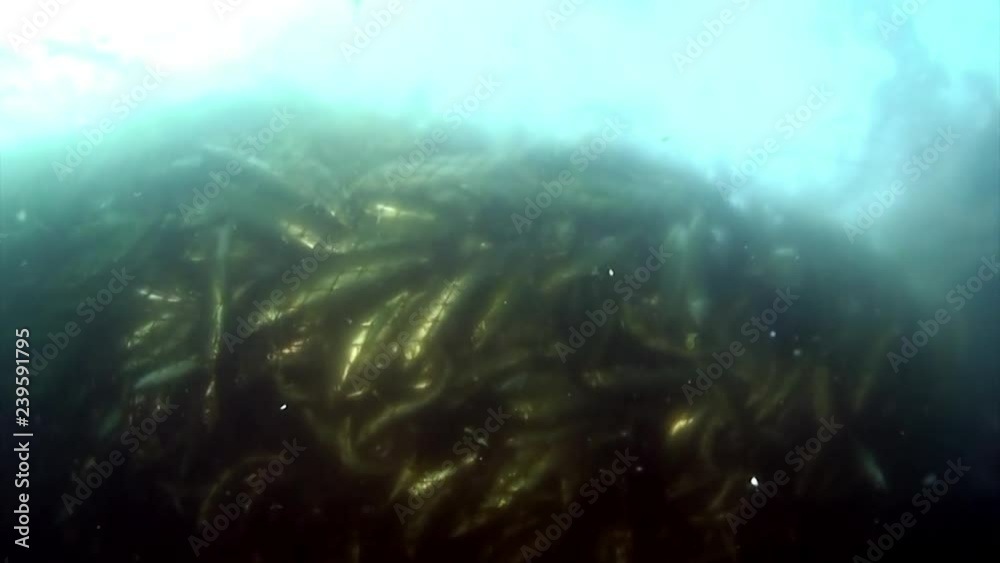 Fishing net with lot of live fish omul in fishing net underwater at Lake Baikal.
