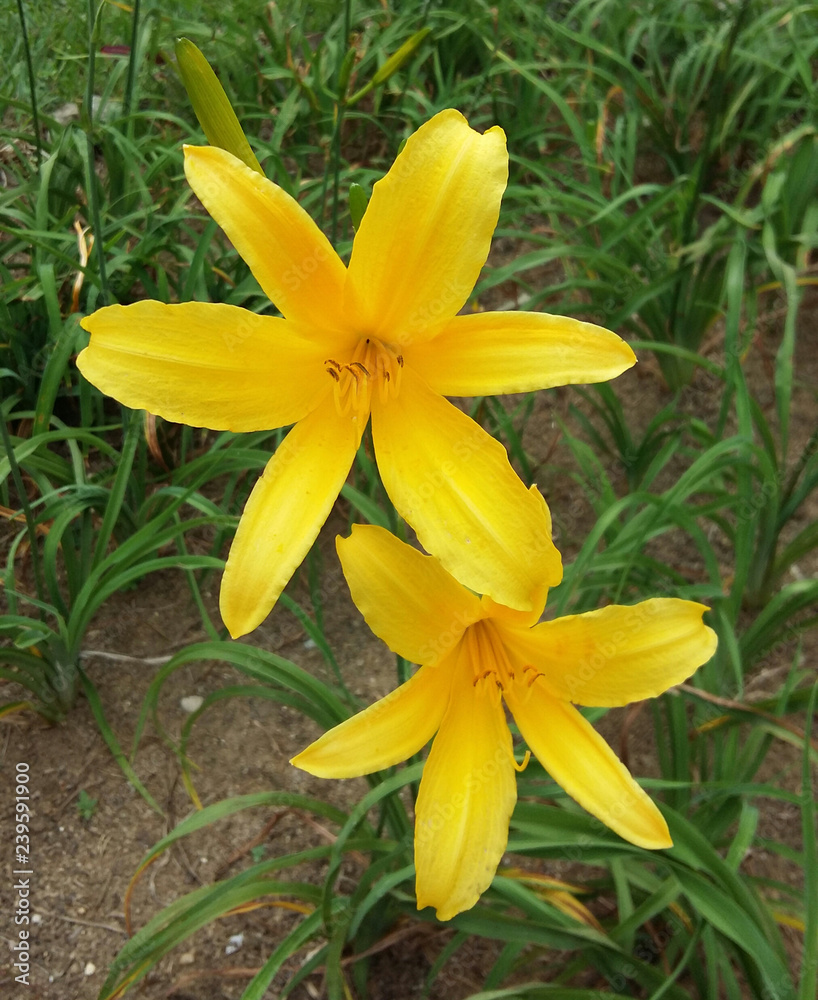 Hemerocallis lilioasphodelus, lemon daylily, lemon lily, yellow daylily - two yellow flowers in the Botanical Garden of Rio de Janeiro, Brazil